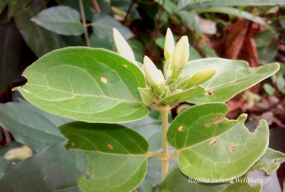 Jasminum multiflorum (Burm.f.) Andrews